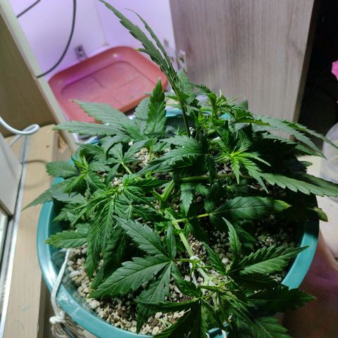 Berry (Blueberry Auto - SSBR) growlog timeline photo