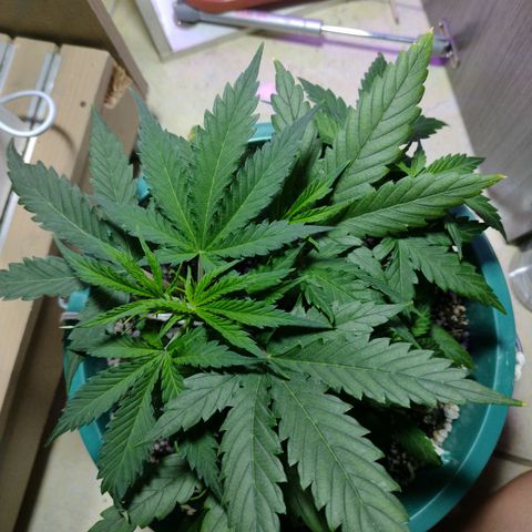 Berry (Blueberry Auto - SSBR) growlog timeline photo