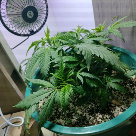 Berry (Blueberry Auto - SSBR) growlog timeline photo