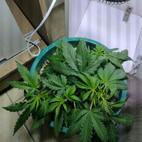 Berry (Blueberry Auto - SSBR) growlog timeline photo
