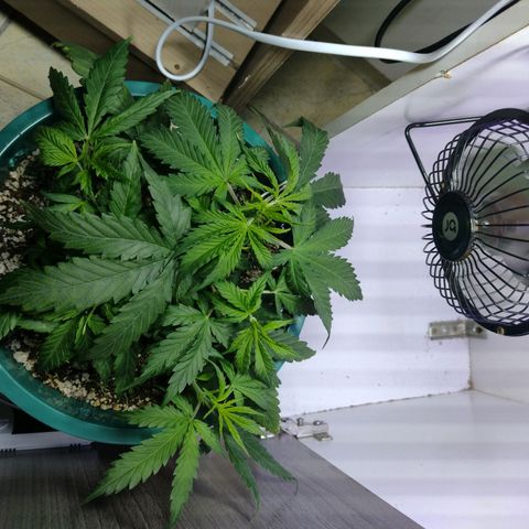 Berry (Blueberry Auto - SSBR) growlog timeline photo