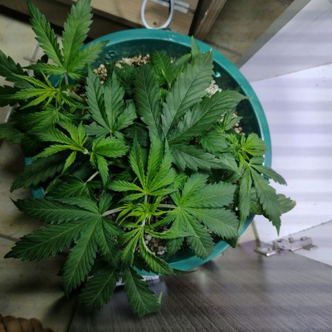 Berry (Blueberry Auto - SSBR) growlog timeline photo