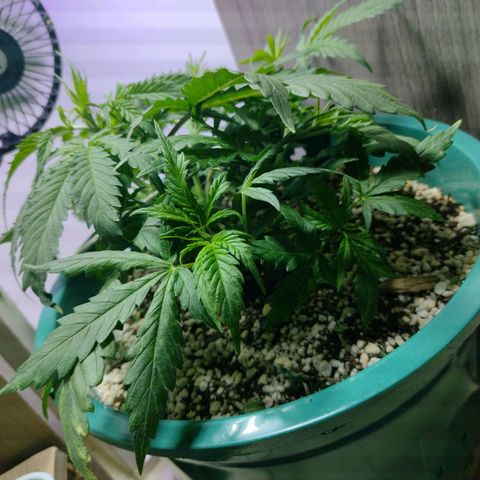 Berry (Blueberry Auto - SSBR) growlog timeline photo