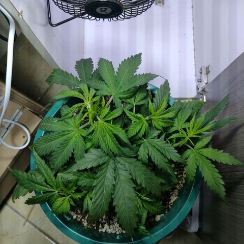 Berry (Blueberry Auto - SSBR) growlog timeline photo