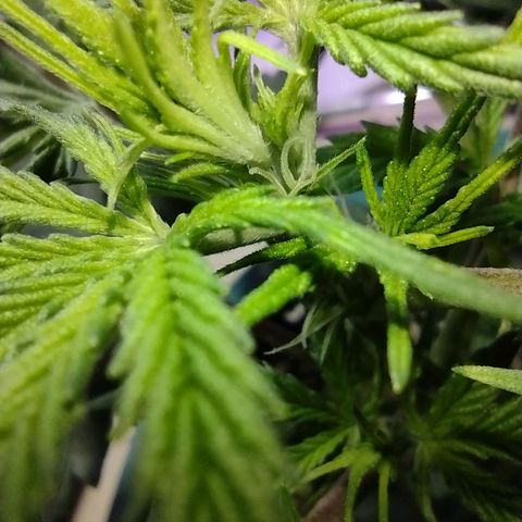 Berry (Blueberry Auto - SSBR) growlog timeline photo