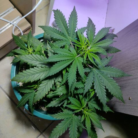 Berry (Blueberry Auto - SSBR) growlog timeline photo