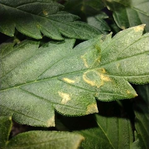 Berry (Blueberry Auto - SSBR) growlog timeline photo