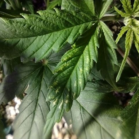 Berry (Blueberry Auto - SSBR) growlog timeline photo