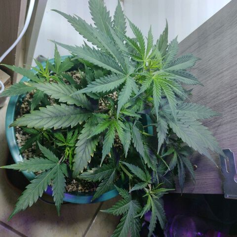 Berry (Blueberry Auto - SSBR) growlog timeline photo