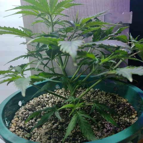 Berry (Blueberry Auto - SSBR) growlog timeline photo