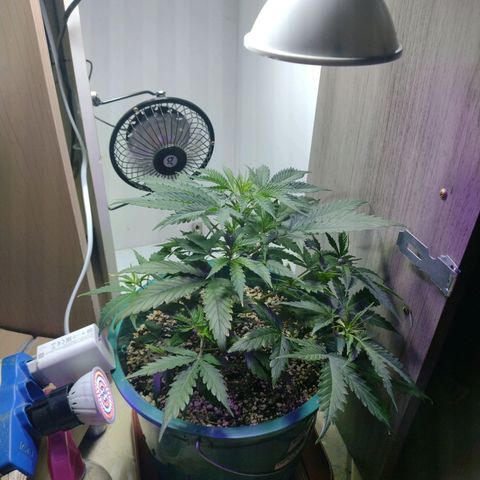 Berry (Blueberry Auto - SSBR) growlog timeline photo
