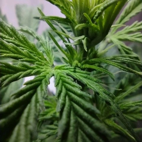 Berry (Blueberry Auto - SSBR) growlog timeline photo