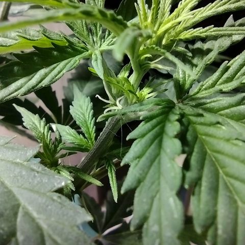 Berry (Blueberry Auto - SSBR) growlog timeline photo