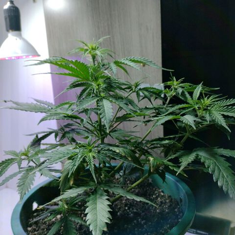 Berry (Blueberry Auto - SSBR) growlog timeline photo