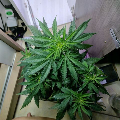 Berry (Blueberry Auto - SSBR) growlog timeline photo