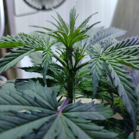 Berry (Blueberry Auto - SSBR) growlog timeline photo