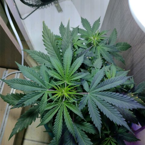 Berry (Blueberry Auto - SSBR) growlog timeline photo