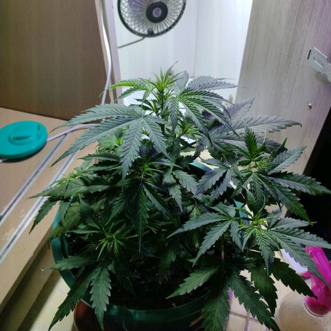 Berry (Blueberry Auto - SSBR) growlog timeline photo
