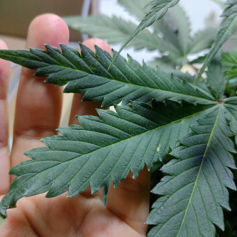 Berry (Blueberry Auto - SSBR) growlog timeline photo