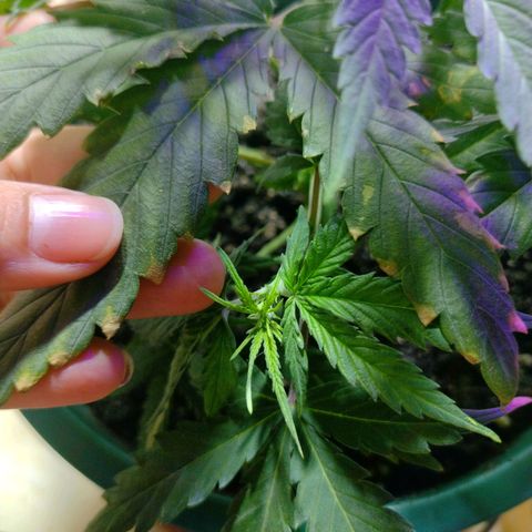 Berry (Blueberry Auto - SSBR) growlog timeline photo