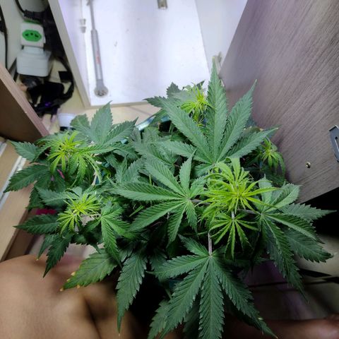 Berry (Blueberry Auto - SSBR) growlog timeline photo