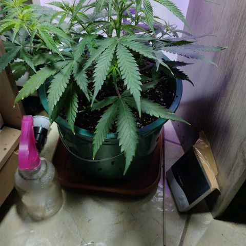 Berry (Blueberry Auto - SSBR) growlog timeline photo