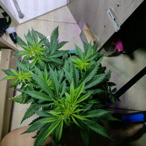 Berry (Blueberry Auto - SSBR) growlog timeline photo