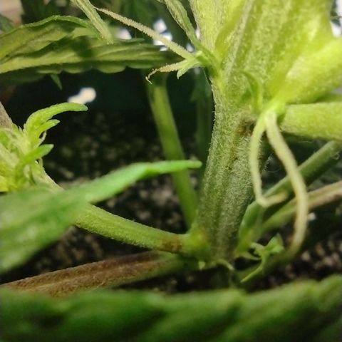 Berry (Blueberry Auto - SSBR) growlog timeline photo