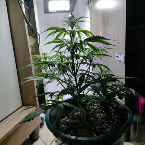 Berry (Blueberry Auto - SSBR) growlog timeline photo
