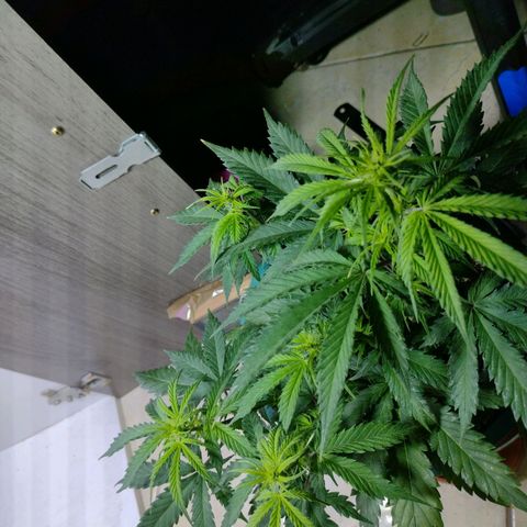 Berry (Blueberry Auto - SSBR) growlog timeline photo