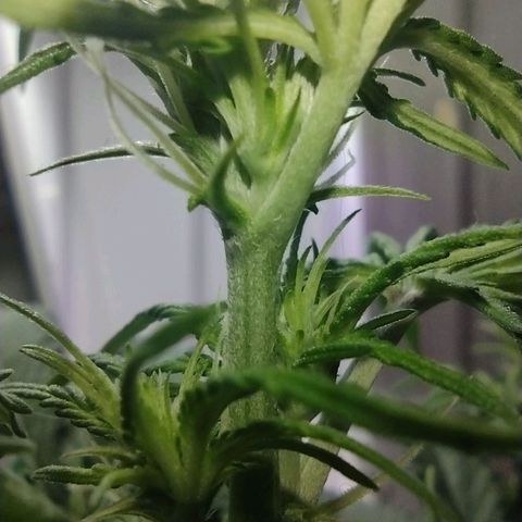 Berry (Blueberry Auto - SSBR) growlog timeline photo