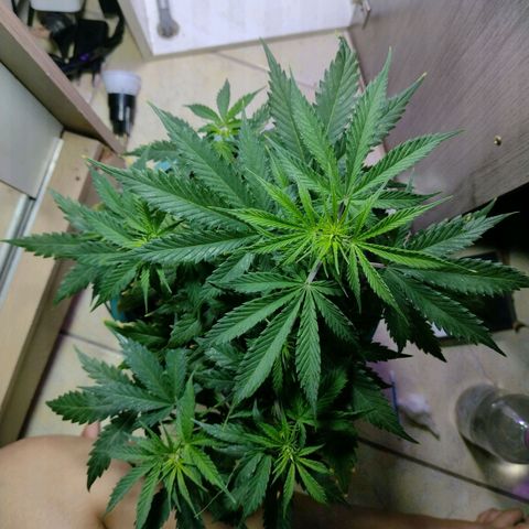 Berry (Blueberry Auto - SSBR) growlog timeline photo