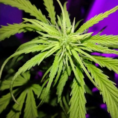 Berry (Blueberry Auto - SSBR) growlog timeline photo