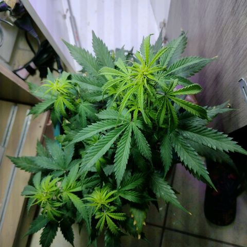 Berry (Blueberry Auto - SSBR) growlog timeline photo