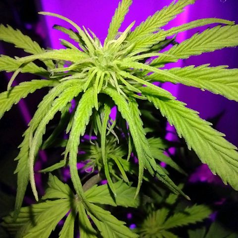 Berry (Blueberry Auto - SSBR) growlog timeline photo