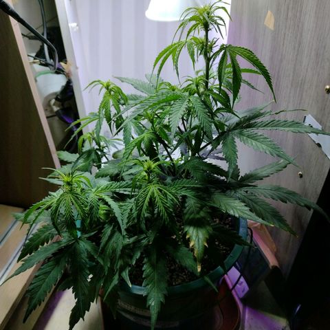 Berry (Blueberry Auto - SSBR) growlog timeline photo