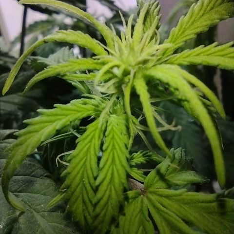 Berry (Blueberry Auto - SSBR) growlog timeline photo