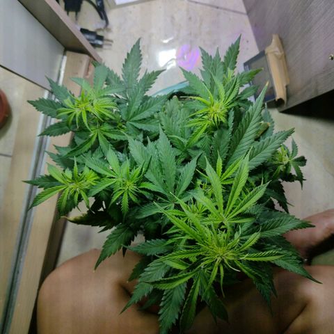 Berry (Blueberry Auto - SSBR) growlog timeline photo