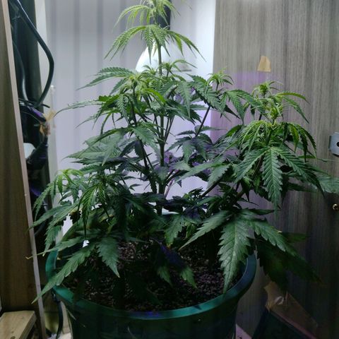 Berry (Blueberry Auto - SSBR) growlog timeline photo