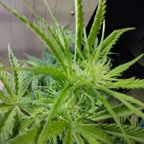 Berry (Blueberry Auto - SSBR) growlog timeline photo