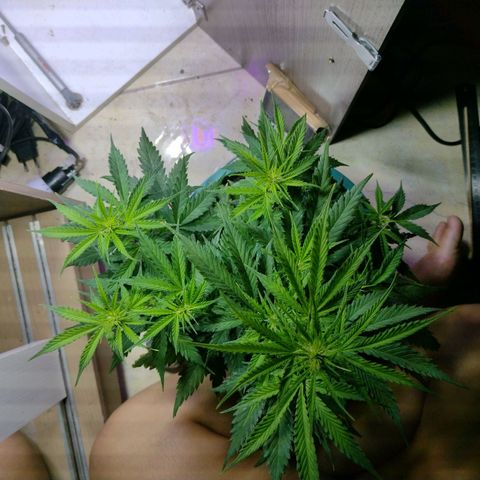 Berry (Blueberry Auto - SSBR) growlog timeline photo