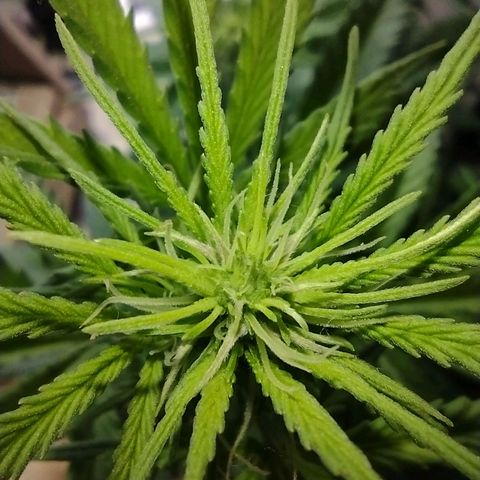 Berry (Blueberry Auto - SSBR) growlog timeline photo