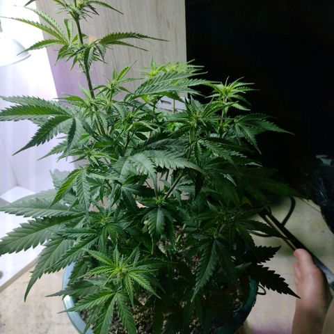 Berry (Blueberry Auto - SSBR) growlog timeline photo
