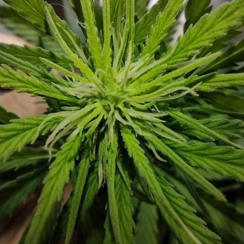 Berry (Blueberry Auto - SSBR) growlog timeline photo