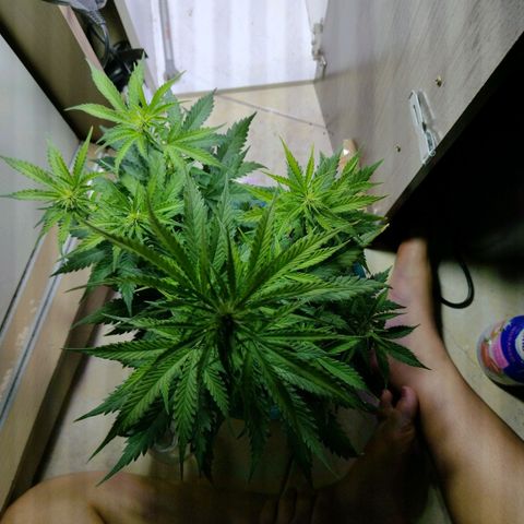 Berry (Blueberry Auto - SSBR) growlog timeline photo