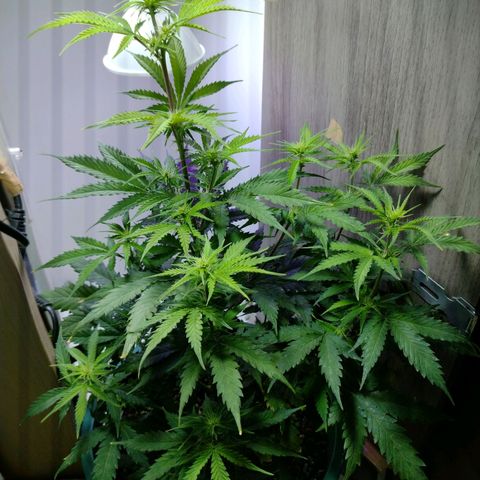 Berry (Blueberry Auto - SSBR) growlog timeline photo