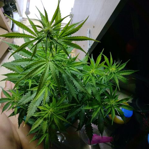 Berry (Blueberry Auto - SSBR) growlog timeline photo