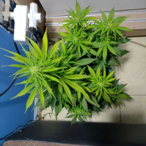 Berry (Blueberry Auto - SSBR) growlog photo: Antes do desfolhamento
