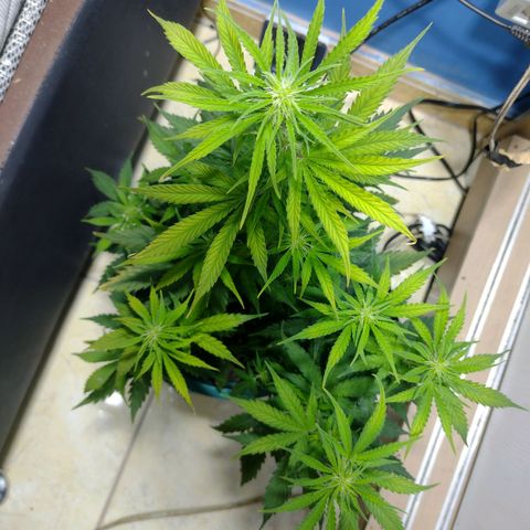 Berry (Blueberry Auto - SSBR) growlog timeline photo