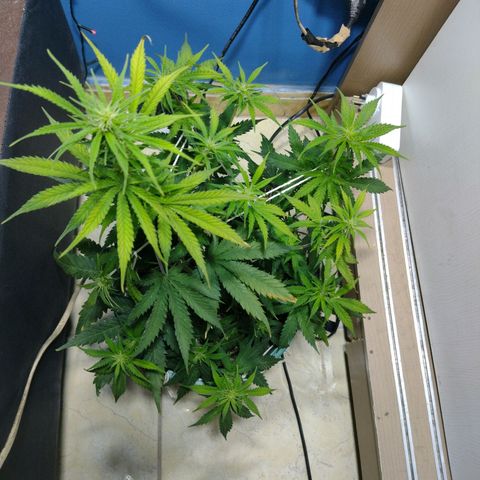 Berry (Blueberry Auto - SSBR) growlog timeline photo
